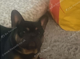 BEAR NEEDS A HOME