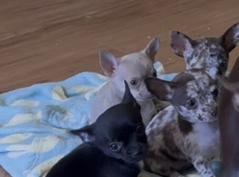 2 left!! 5* purebred apple head chihuahuas