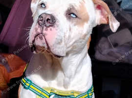 Cane corso x presa canario STUD