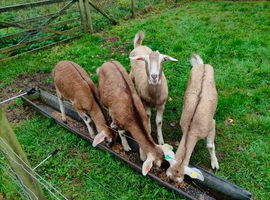 Pedigree Boer Breeding Does For Sale