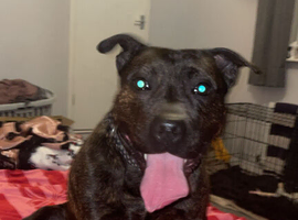 Lovely boy needing a new home