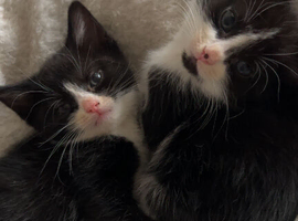 beautiful kittens now ready for their forever homes