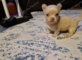 5 chihuahua puppy's