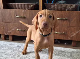 Beautiful Hungarian Vizsla Puppies
