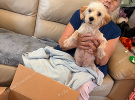 adorable mixed breed litter