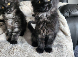 Maine coon pure breed kitten for sale