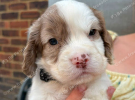 Cocker spaniel puppies for sale