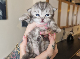 Chinchilla / ragdoll