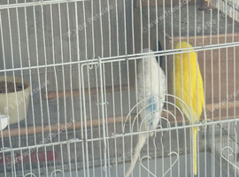 Breeding pair of budgie