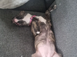 5months old pup