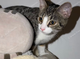 X2 Beautiful 5 month old kittens