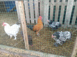 FREE 2 silver laced windot hen 1 bantom hen and 1 banton cockrell