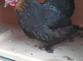 1 bantam hen