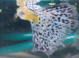 Blue grass guppy