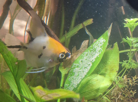 Mature angelfish pair