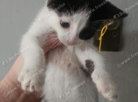 Black and white kitten female