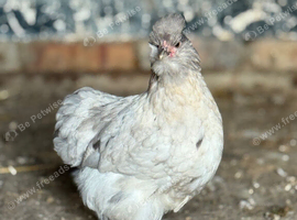 Polkie Bantams