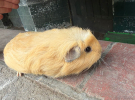 Gorgeous baby guineas READY now