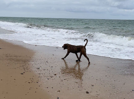 Cane corso mix