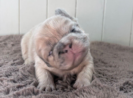 Beautiful fluffy and straight frenchies - family raised - only 3 left