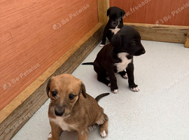 Whippet pups