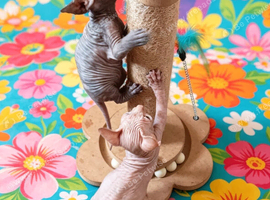 STUNNING SPHYNX ELF/CANADIAN KITTENS