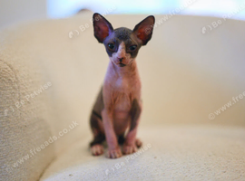 Sphynx Kittens