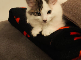 Milo Mixed Breed need rehoming