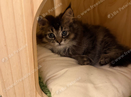 1 British longhair x Mainecoon Male