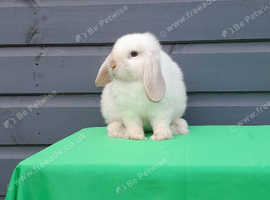Purebred mini lops REDUCED TO SELL