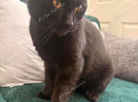 Male black cat