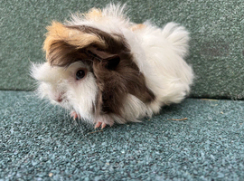 Baby Guinea pigs