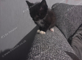 male kitten