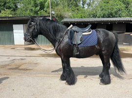 15 year old black cob