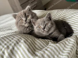 5 Chunky British shorthair girls