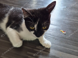 Lovely Female Cat Looking For Loving Home