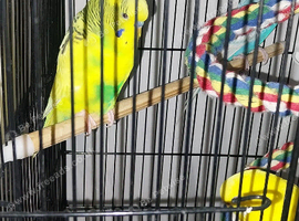 3 budgies with cage