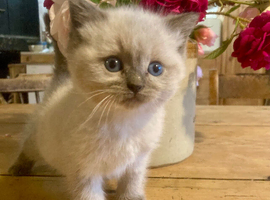 BEAUTIFUL Ragdoll X kittens