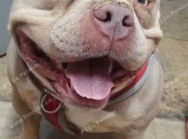 2 year old micro bully