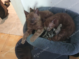 Selling kitten