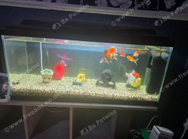 Tank, fish & accessories