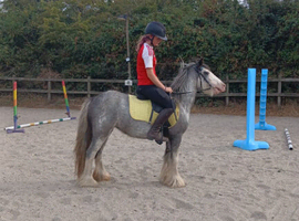 Cob mare for sale