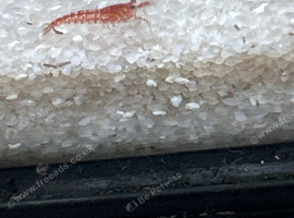 Mixed shrimps