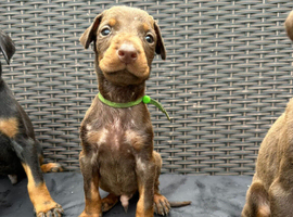 Beautiful family dobermanns *4 pups 1 girl 3 boys*