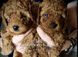5-star licensed ESPONJOSO Exclusive Half Asian Toy Poodles DWKC registered