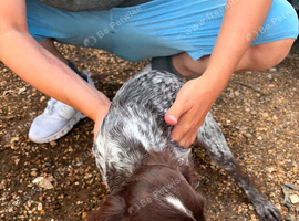 Beautiful cocker spaniel boy 3 mouths old