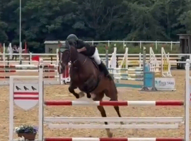 Extraordinary 16.1 gelding