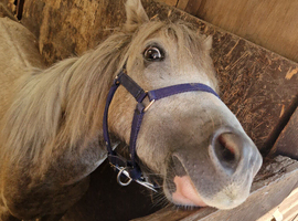 Palmino colt