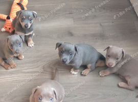 LILAC/BLUE and TAN JACK RUSSELL PUPPIES