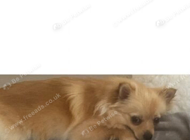 Russian Toy Pomeranian Stud wanted